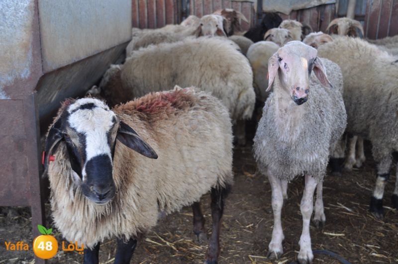 mal7ama lud 929 (9).JPG